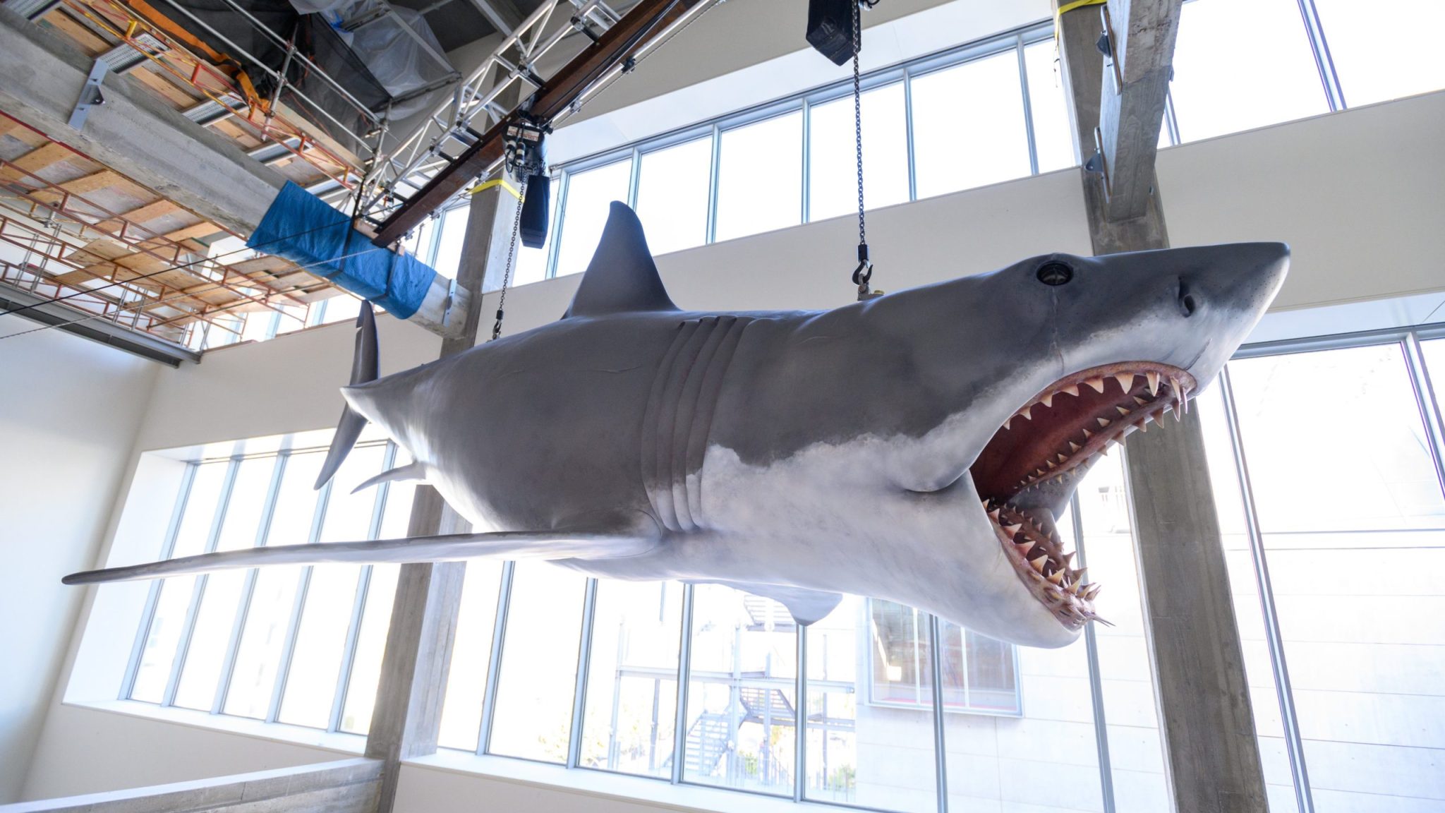 WATCH >> Academy Museum of Motion Pictures Just Installed the Only Surviving Shark Model from ‘Jaws’